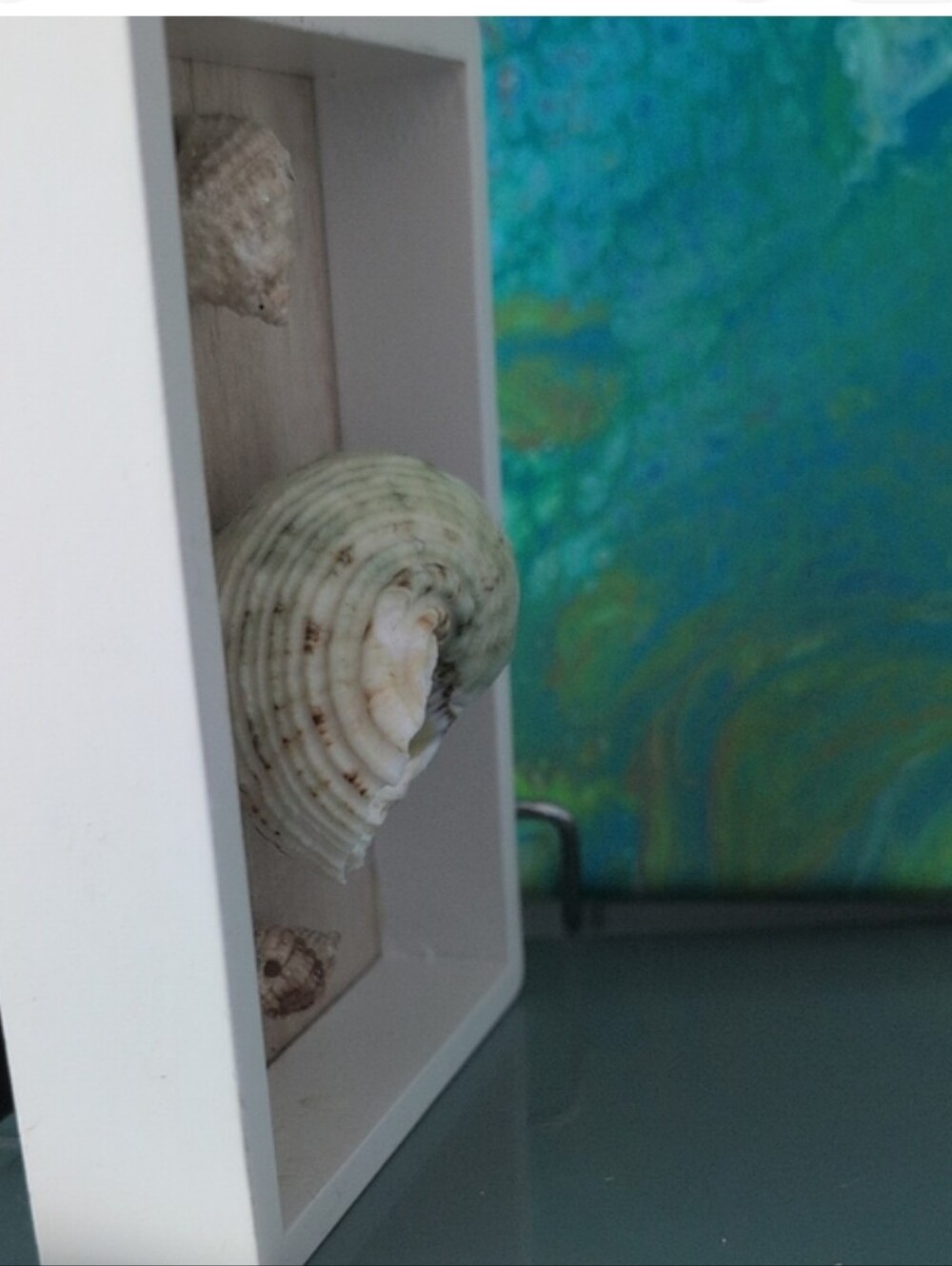 Turbo Imperiali Sea Snail with two other snail shells mounted on shadowbox frame - Picture 3 of 10
